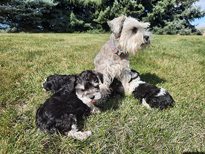 Palouse Miniature Schnauzers - Misty's Puppies